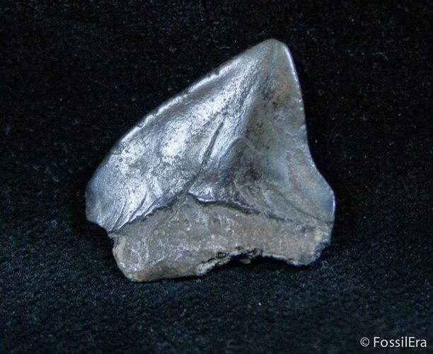 Fossil Squalicorax Tooth - North Carolina #1435